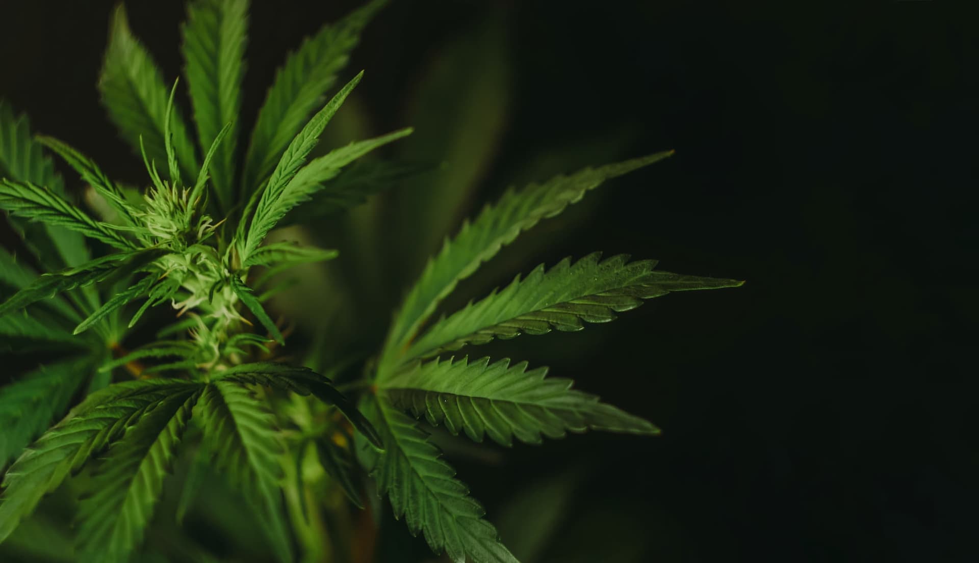 Historic Jackson & Perkins / Newark Florist facility that Honest Pharm Co resurrected for cannabis cultivation
