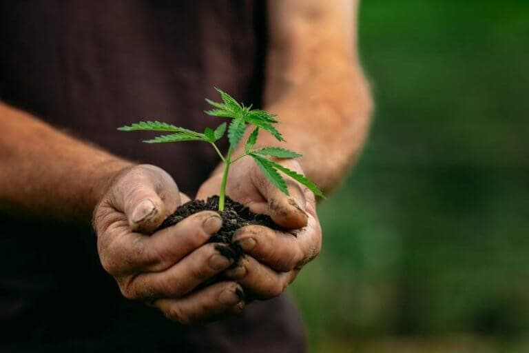 Premium cannabis products