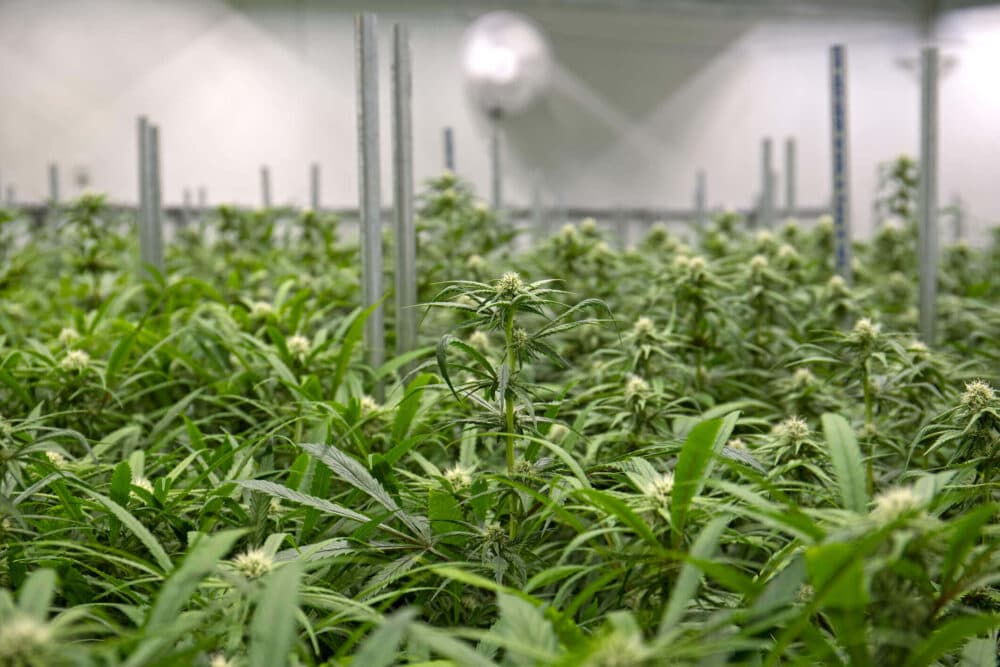 Cannabis cultivation facility